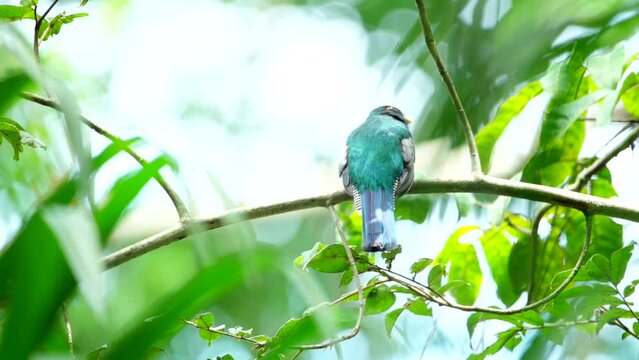 Amazonian trogon on the lookout for flying insects. Rainforest bird. HD video