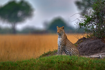 Africa wildlife. Leopard, Panthera pardus shortidgei, nature habitat, big wild cat in the nature...