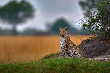 Africa wildlife. Leopard, Panthera pardus shortidgei, nature habitat, big wild cat in the nature habitat, sunny day on the savannah, Okavango delta Botswana. Wildlife nature.