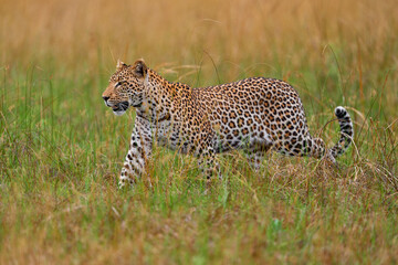 Africa wildlife. Leopard, Panthera pardus shortidgei, nature habitat, big wild cat in the nature habitat, sunny day on the savannah, Okavango delta Botswana. Wildlife nature.