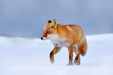 Red fox in white snow. Cold winter with orange furry fox, Japan. Beautiful orange coat animal in nature. Detail close-up portrait of nice mammal.