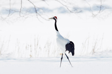 Pair of Red-crowned crane, Grus japonensis, walking in the snow, Hokkaido, Japan. Beautiful bird in the nature habitat. Wildlife scene from nature. Crane with snow in the cold forest. Animal behaviour