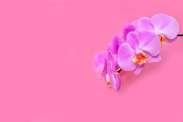 Obraz na płótnie Canvas A branch of purple orchids lies on a pink background 