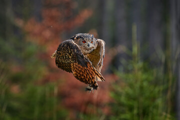 Autumn forest wildlife. Flying Eurasian Eagle Owl, Bubo bubo, with open wings in forest habitat, orange autumn trees in background. Bird flight.