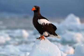 Arctic sunset. Winter sunrise with eagle. Steller's sea eagle, Haliaeetus pelagicus, morning twilight, Hokkaido, Japan. Eagle floating in sea on ice. Wildlife behavior, nature.