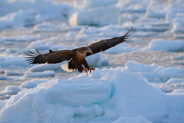 Eagle, Arctic wildlife. Flight of White-tailed eagle wirt fish in the bill, Haliaeetus albicilla, Hokkaido, Japan. Action wildlife scene with ice. Eagle in flight. Winter scene with bird of prey.