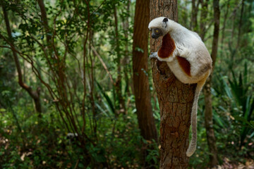 Madagascar endemic wildlife. Africa nature. Coquerel's sifaka, Propithecus coquereli, Ankarafantsika NP. Monkey in habitat. Wild Madagascar. Lemur in the dark green tropic forest. Sifaka on the tree.