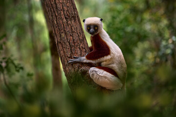 Madagascar endemic wildlife. Africa nature. Coquerel's sifaka, Propithecus coquereli,...