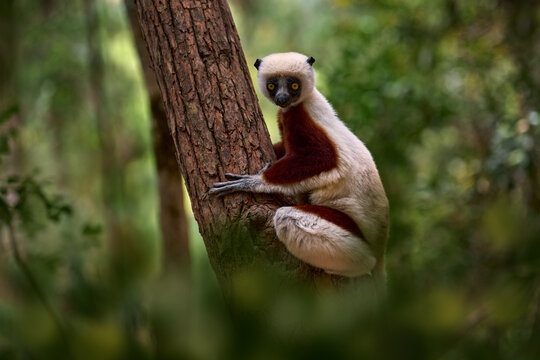 Madagascar endemic wildlife. Africa nature. Coquerel's sifaka, Propithecus coquereli, Ankarafantsika NP. Monkey in habitat. Wild Madagascar. Lemur in the dark green tropic forest. Sifaka on the tree.