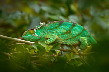Calumma parsonii, Parson's chameleon, in the nature forest habitat, Andasibe Mantadia NP in...