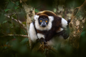 Lemur - close-up face head detail with yellow eye. Black-and-white ruffed lemur, Varecia variegata, endangered species endemic to the island of Madagascar. Monkey mammal from Andasibe-Mantadia NP.