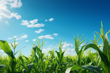 Corn field with blue sky and white clouds, agricultural landscape background.