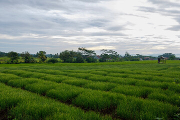 Fototapeta na wymiar rice fields that are still cool in the morning and beautiful 