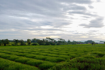 Fototapeta na wymiar rice fields that are still cool in the morning and beautiful 