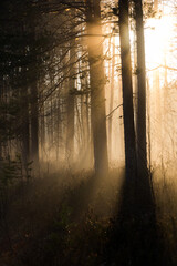 Misty forest in spring sunset