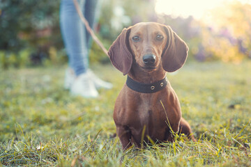 Dachshund dog walks on a leash with its owner on the green lawn