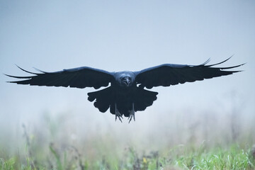 Raven in flight in the morning mist