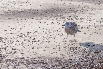 seagull on the beach