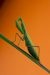 Mantide Religiosa (Mantis religiosa) su sfondo arancione