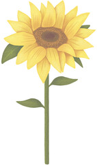 Sunflower Watercolor PNG hand drawing paper texture