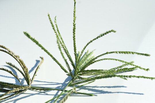 Indian goosegrass ( Eleusine indica ). Poaceae annual plants. A weed that grows in clusters in fields and roadsides.