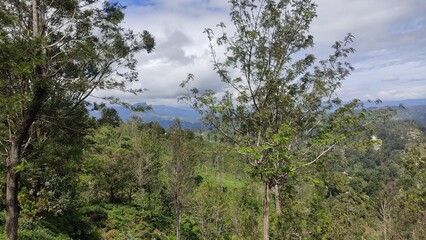 Obraz premium Trees in the mountains