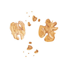 Walnuts are isolated on a transparent background. Watercolor broken walnut. Hand-drawn kernel of nut. Snack clipart. Cracked unshelled walnuts. Healthy food illustration.