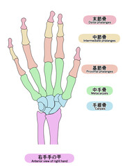 人の右手の骨のイラスト