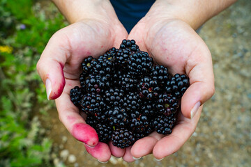 Freshly Handpicked Blackberries from the nature