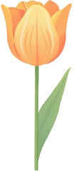 Tulip Watercolor PNG paper texture