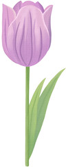 Tulip Watercolor PNG paper texture