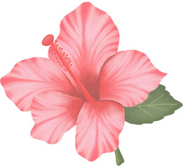 Hibiscus flower watercolor PNG paper texture