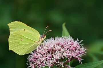 Closeup on a yellow male Brimstone butterfly, Gonepteryx rhamni sipping nectar from a pink Eupatorium cannabinum flower