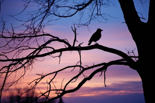 silhouette of a raven perched on a tree branch
