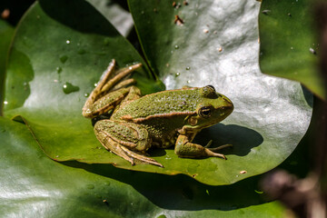 Kleiner Wasserfrosch Rana lessonae