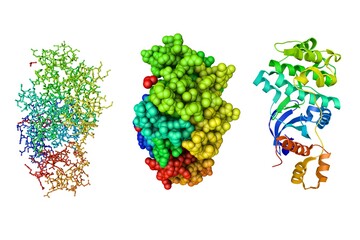 Maternal embryonic leucine zipper kinase in complex with an inhibitor. Molecular models and ribbons diagram based on protein data bank entry 5mai. Rainbow coloring from N to C. 3d illustration