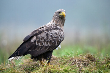 Eagle in the morning mist