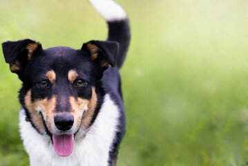 Portrait of a dog in the grass in summer.