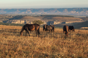 A herd of horses grazes in the meadows of the  Mountains