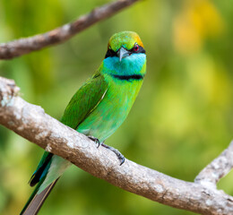 bee eater perched on a branch