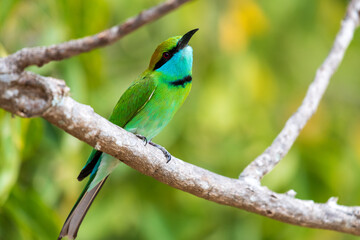 bee eater perched on a branch