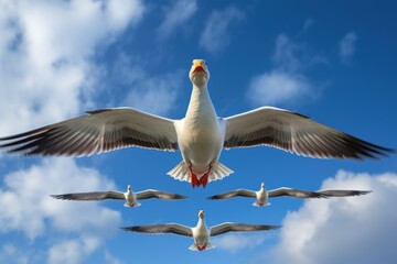 single goose leading a flying v formation