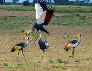 Beautiful African crown crane in Kenya in Kenya