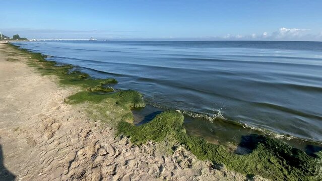 Algenpest am Ostseestrand