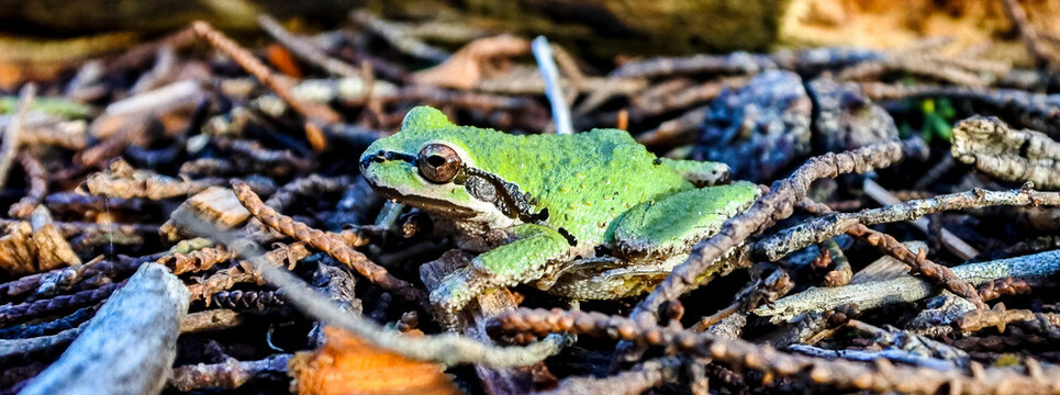 412 Crazy Frog Stock Photos, High-Res Pictures, and Images - Getty Images