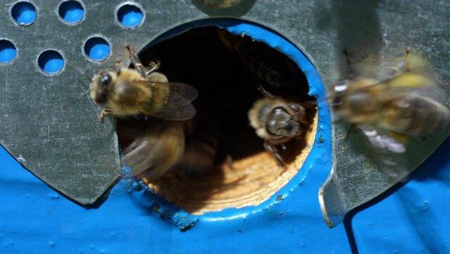 Honey bees fly next to the bee hive in the apiary to collect honey, close up. Beekeeping in countryside. Colony bees in apiary, macro. Detailed landing holes in the hive and fly bees