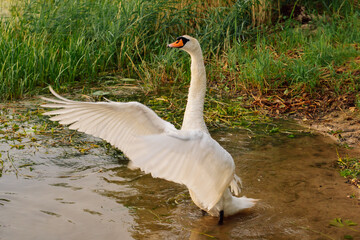 Gorgeous white swan flapping wings, giving appearance of wide open arms and looking ahead, standing in lake near shore.