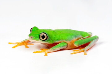 Lemur leaf frog  // Lemur-Laubfrosch (Agalychnis lemur) - Costa Rica
