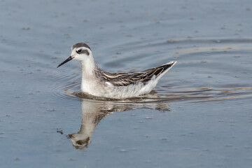 Red-necked phalarope swimming in the lake water