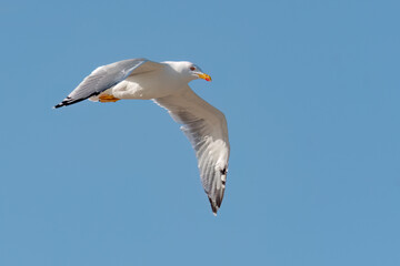 Yellow-legged gull flying in the sky